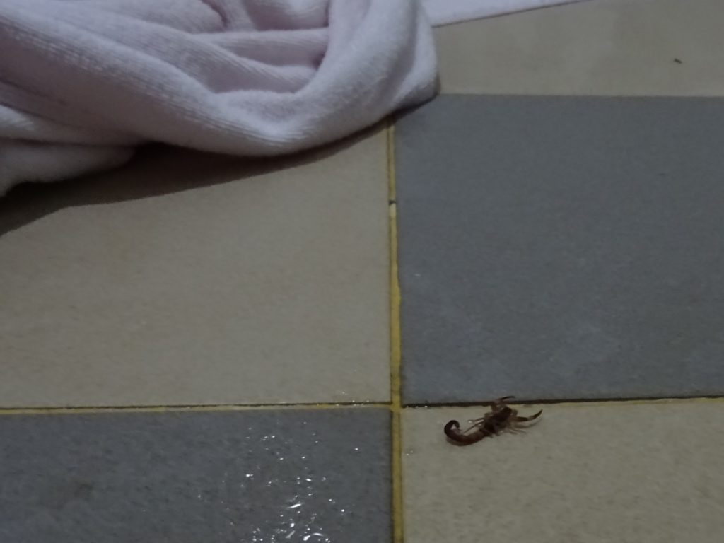 Ein Skorpion im Handtuch im Hostel in Battambang