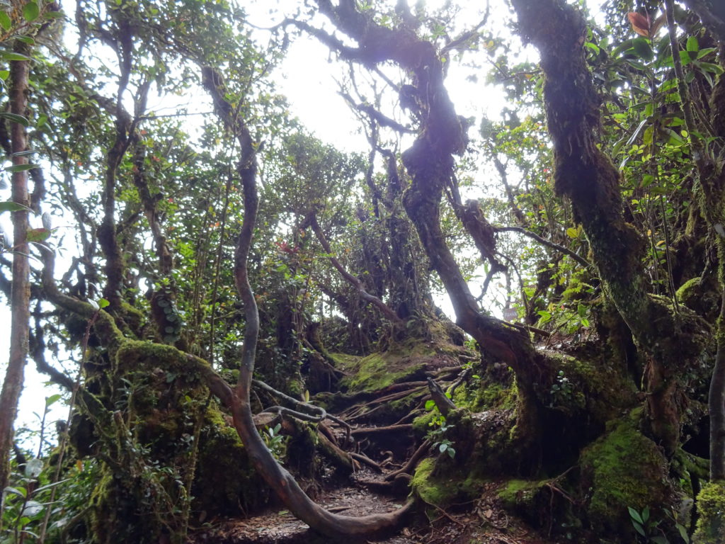 Mossy Forest, Cameron Highlands