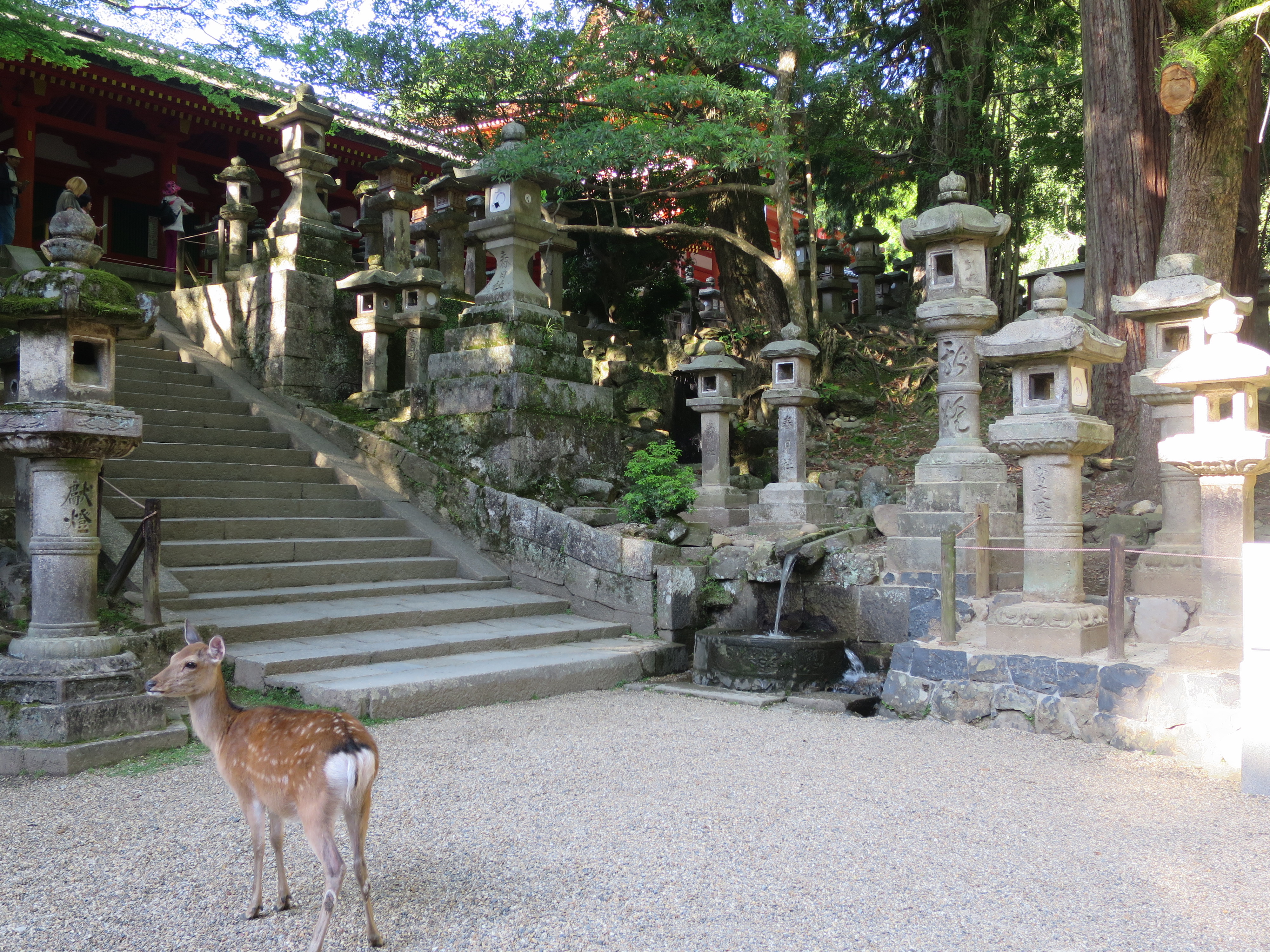 Hirsch in Nara